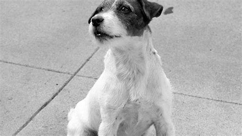 Ranking Famous Jack Russells From Movies Who Totally Stole The Show ...