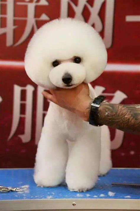 a white poodle being groomed by someone's hand