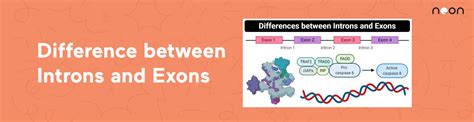 What are Introns and Exons? | Learn At Noon