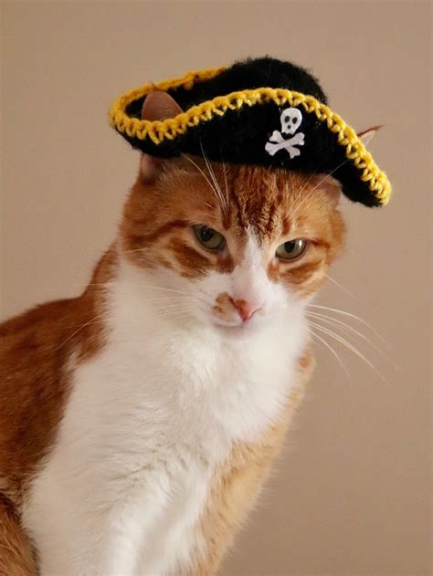 Pirate Hat for Cats Funny Halloween Cat Costume / Cat Hat / - Etsy