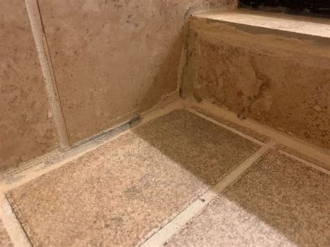 How to Remove Mold from Shower Caulk and Grout in One Easy Step | Remove mold from shower, Mold ...