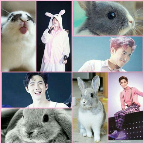 🐣EXO ANIMAL COSTUME COLLAGE🐣 | EXO (엑소) Amino