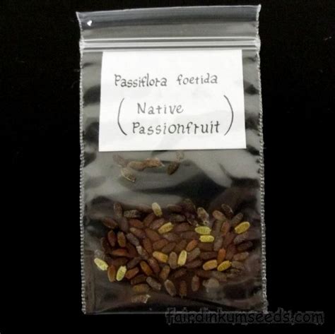 Carnivorous Passionfruit Passiflora Foetida Seeds | Fair Dinkum Seeds