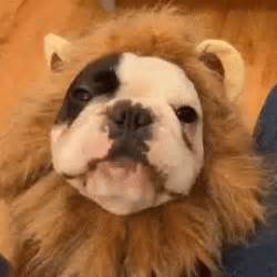 French Bulldog GIF - Find & Share on GIPHY