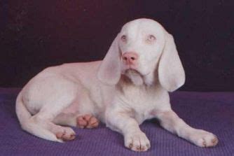 Dog Coat Colour Genetics | Rare albino animals, Albino animals, Albino dog