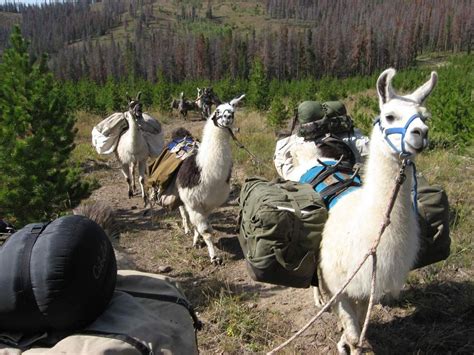 LLama, Backpacking Rental Packages and Gear | Mountain lakes, Go ...