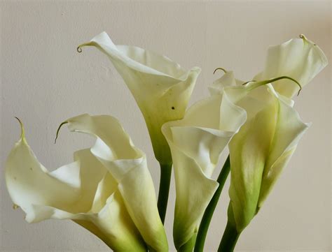 196. Calla lilies in a vase in our living room, Queens, NY… | Flickr