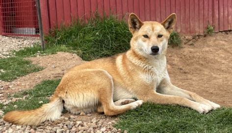 Dingo Hybrid - PetsForHomes