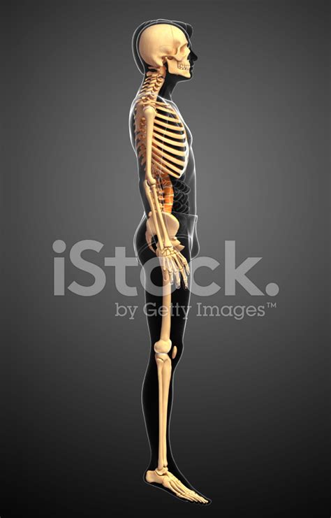 Human Skeleton Side View Stock Photo | Royalty-Free | FreeImages