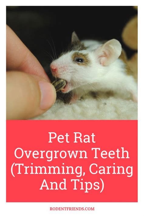 Pet Rat Overgrown Teeth (Trimming, Caring And Tips) - Rodent Friends ...