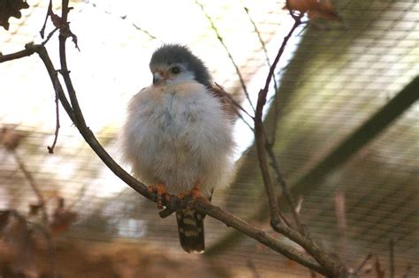 Pygmy Falcon – Field Guide, Pictures, Habitat, and Info - Optics Mag