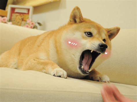 Thanks, i hate Ahegao Doge. : r/TIHI