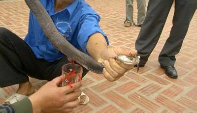 When in Vietnam, don't drink snake blood. Here is why - Nguoi Viet Online