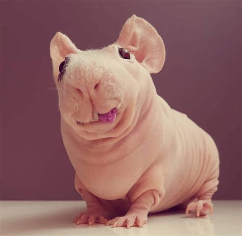 Meet Ludwik, The Hairless Guinea Pig | Guinea pigs, Cute guinea pigs, Cute baby animals