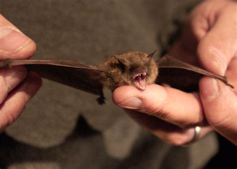 SIUC zoologist leads effort to save endangered bats