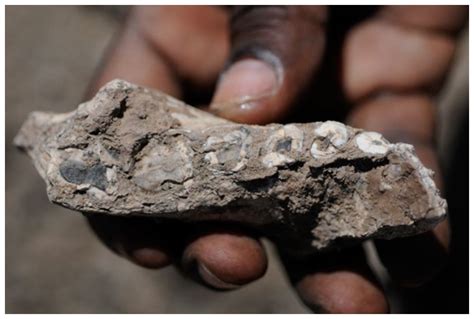 Jawbone fossils reveal new human ancestor species scientists say ...