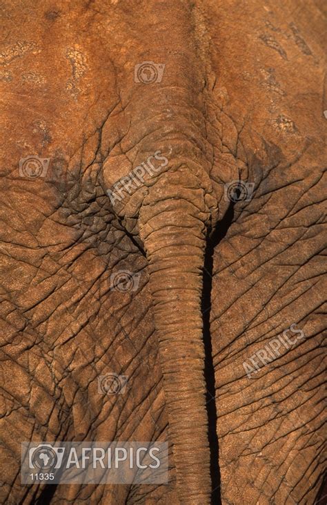 AFRIPICS - Elephant tail