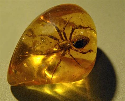 Amber | Geology Page