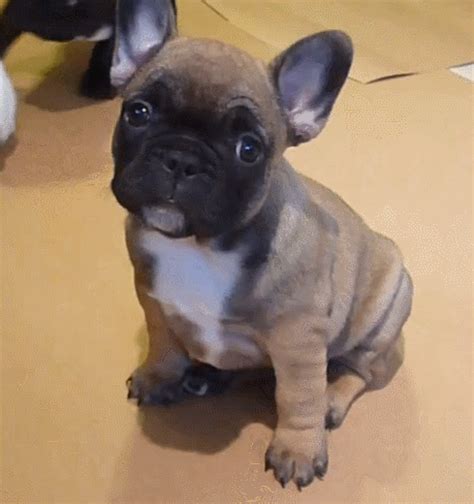 Top French Bulldog Gif of all time The ultimate guide | bulldogs