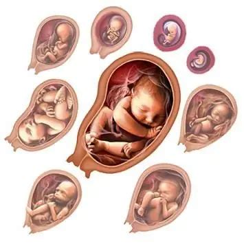 Intrauterine stages of fetal development: main stages - Health 2024