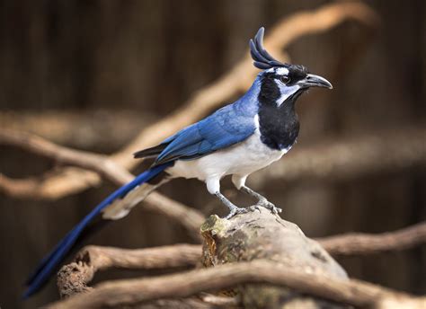 Explore the Vibrant Colors of the Male Magpie-Jay at Nashville Zoo