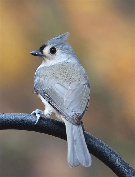 bird feeding | Birds of New England.com | Page 4