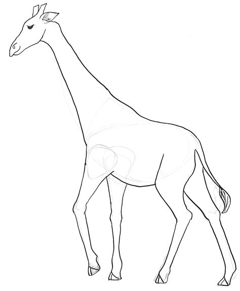 Giraffe Pencil Drawing at GetDrawings | Free download