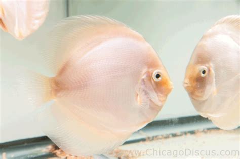 Chicago Discus | Your discus fish specialty store