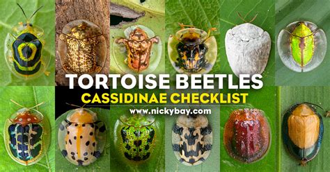 Cassidinae Checklist: Tortoise Beetles - Macro Photography by Nicky Bay