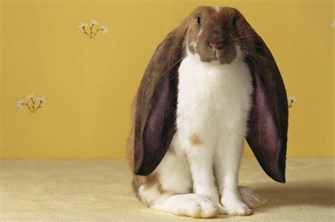 A Guide to Lop Eared Rabbits and Care