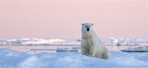 Wrangel Island, Russia, wildlife holidays, vacations, Arctic Circle, Herald Islands, North East ...