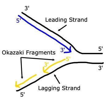 DNA Replication | Location, Steps & Process - Lesson | Study.com