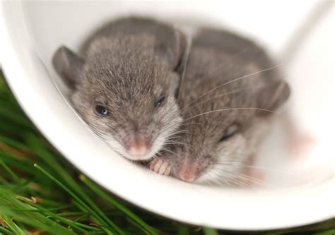 Baby mice have a skill that humans want – and this microchip might help ...