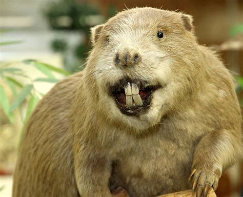 Beaver Teeth Stock Photos, Pictures & Royalty-Free Images - iStock