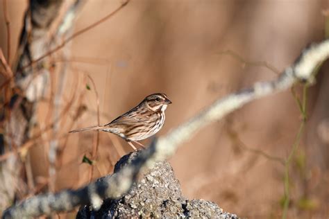 Free Images : beak, emberizidae, wildlife, lark, swamp sparrow, song ...