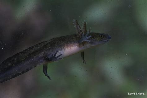 Spotted Salamander – PA HERP IDENTIFICATION