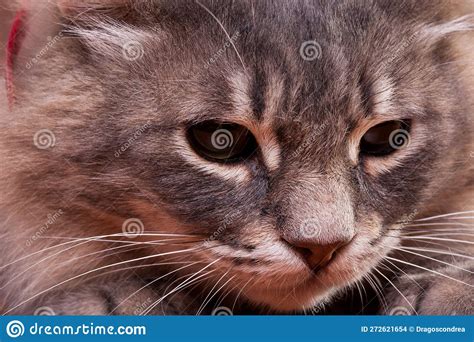 Cute cat in close up photo stock photo. Image of feline - 272621654