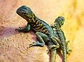 Category:Reptiles in Taronga Zoo - Wikimedia Commons