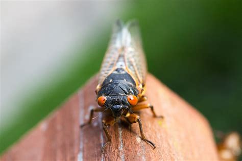 Free Images : nature, fly, insect, fauna, invertebrate, close up, outdoors, macro photography ...