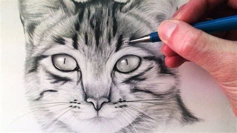 How to Draw a Cat | Cat drawing tutorial, Simple cat drawing, Realistic ...