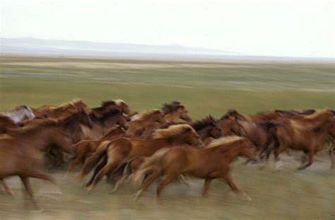 Horses on the Kazakh Steppe. These "heavenly horses" were highly prized by the Han dynasty. The ...