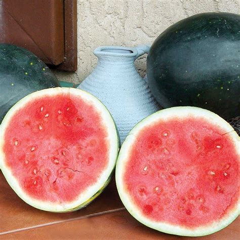 Watermelon, Harvest Moon Hybrid, Plant Protection: Totally Tomatoes