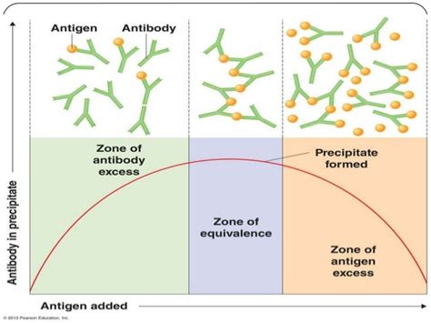 Antigen and antibody reaction