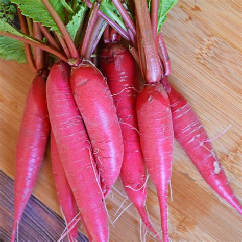 Exquisite China Rose Radish Heirloom Seeds at Todd's Seeds – A Taste of ...