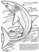 Basking Shark Coloring Pages At GetColoringscom  Free Printable sketch template