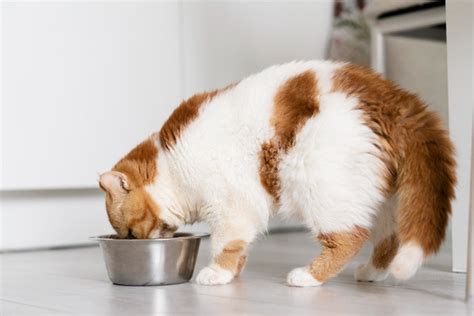 How to Transition Your Pet from Dry to Raw Food - Food State