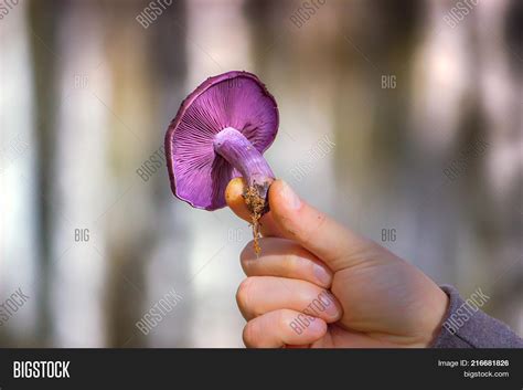 Macro Purple Mushroom Image & Photo (Free Trial) | Bigstock