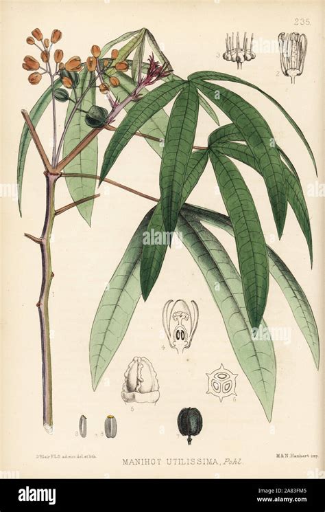 Cassava or manioc, Manihot esculenta (Manihot utilissima). Handcoloured lithograph by Hanhart ...