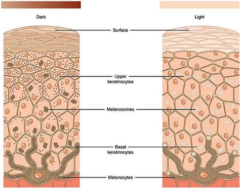 Cells of the Epidermis | 3 Layers of the Skin | Skin Cell Functions