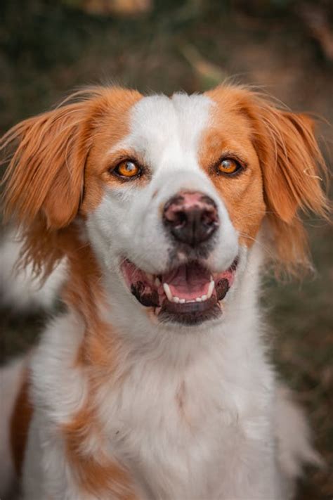 White and Brown Long Coated Small Dog · Free Stock Photo